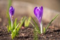 Sprouting crocus in spring garden