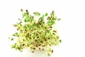 Sprouting flax seed in white background Royalty Free Stock Photo