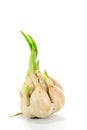 Sprouting garlic clove Royalty Free Stock Photo