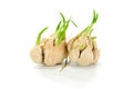 Sprouting garlic clove Royalty Free Stock Photo