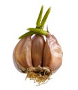 Sprouting garlic clove Royalty Free Stock Photo