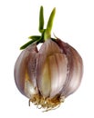 Sprouting garlic clove Royalty Free Stock Photo