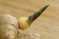 Sprouting ginger root Royalty Free Stock Photo