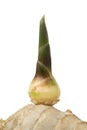Sprouting ginger root Royalty Free Stock Photo
