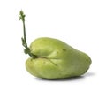 Sprouting green chayote Royalty Free Stock Photo