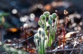 Sprouting green curls of sunlit fiddlehead baby wild ferns just as they sprout on a forest floor. Royalty Free Stock Photo