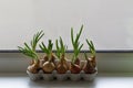 sprouting green onions in eggs package. Recycling, idea., growing, recycled, container, kitchen.