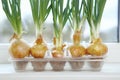 Sprouting green onions in eggs plastic package. Recycling idea. Royalty Free Stock Photo