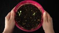 Sprouting green seedlings, in a pink flower pot, held by two woman`s hands, on black background Royalty Free Stock Photo