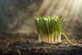 Sprouting Green Shoots in Soil with Sun Rays New Growth, Springtime Concept, Nature Awakening, Fresh Start, Agriculture