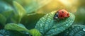 Sprouting ladybug on green leaf on sunny spring or summer day, clean environmental background with fresh juicy tree Royalty Free Stock Photo