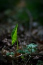 Sprouting leaf