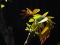 Sprouting leafs of a black walnut tree in springtime. Young walnut leaves on a black background Royalty Free Stock Photo