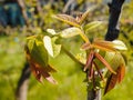 Sprouting leafs of a black walnut tree in springtime. Young walnut leaves on a green background Royalty Free Stock Photo