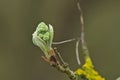 Sprouting leafs and buds of a mountain ash tree Royalty Free Stock Photo
