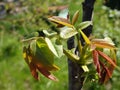 Sprouting leafs of a black walnut tree in springtime. Young walnut leaves on a green background Royalty Free Stock Photo