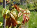 Sprouting leafs of a black walnut tree in springtime. Young walnut leaves on a green background Royalty Free Stock Photo