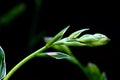 Sprouting leaves along a sturdy green stem Jenningsville Pennsylvania