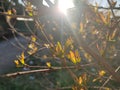 Sprouting leaves at sunset