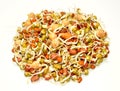 Sprouting Lentils Royalty Free Stock Photo