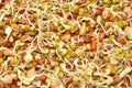 Sprouting Lentils Royalty Free Stock Photo