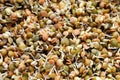 Sprouting Lentils Mix Royalty Free Stock Photo