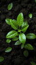 Sprouting life Top down view of an avocado plant growing