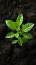 Sprouting life Top down view of an avocado plant growing