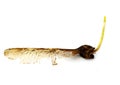 Sprouting maple seed Royalty Free Stock Photo