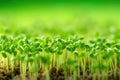 Sprouting microgreens, seed germination at home, healthy eating, vegan and vegetarian concept. Young sprouts close-up Royalty Free Stock Photo