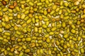 Sprouting mung Royalty Free Stock Photo