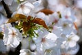 Sprouting new leaves - new life - among pretty white cherry blossoms Royalty Free Stock Photo