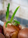 Sprouting onion with green leaves
