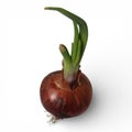 Sprouting onion with green shoots and roots growing from brown bulb on white surface Royalty Free Stock Photo