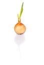 Sprouting onion