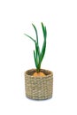 sprouting onions in a basket Royalty Free Stock Photo