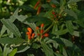 Sprouting lion`s ear flowers - Leonotis leonurus Royalty Free Stock Photo