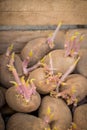 Sprouting organic potatoes ready for planting Royalty Free Stock Photo