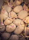 Sprouting organic potatoes ready for planting Royalty Free Stock Photo