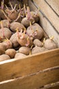 Sprouting organic potatoes ready for planting Royalty Free Stock Photo