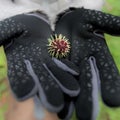 Sprouting Pine Cone in Gloved Hands Royalty Free Stock Photo