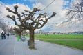 Sprouting PlaneTree in Interlaken, Switzerland