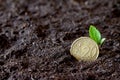 Sprouting plant from coin planted in ground, saving money and investment concept Royalty Free Stock Photo
