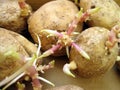 Sprouting potato