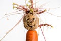 Sprouting potato- face on carrot