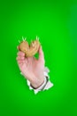 Sprouting potato and hand Royalty Free Stock Photo