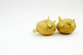 Sprouting Potato tubers Royalty Free Stock Photo