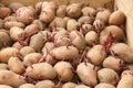 Sprouting potato tubers before planting Royalty Free Stock Photo