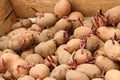 Sprouting potato tubers in wooden box