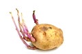 Sprouting potato Royalty Free Stock Photo
